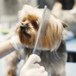 Desensitizing Dogs to Grooming