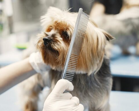 Desensitizing Dogs to Grooming