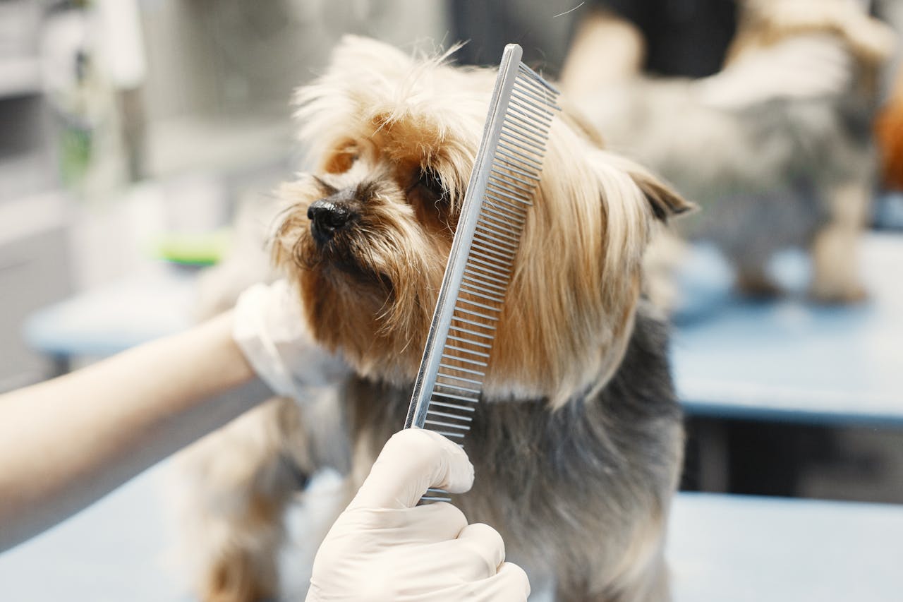 Desensitizing Dogs to Grooming